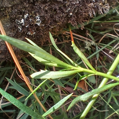 Haloragis heterophylla at Cooma, NSW - Today by mahargiani