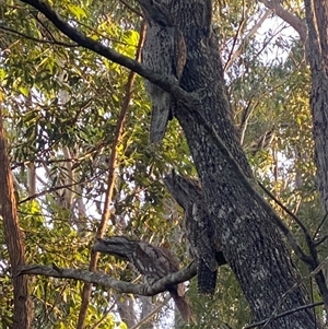 Podargus strigoides at Bonny Hills, NSW - suppressed