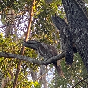 Podargus strigoides at Bonny Hills, NSW - suppressed