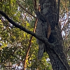 Podargus strigoides at Bonny Hills, NSW - suppressed