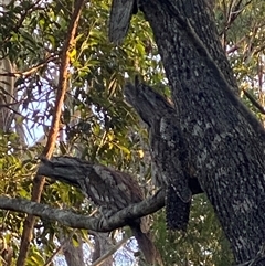 Podargus strigoides at Bonny Hills, NSW - suppressed
