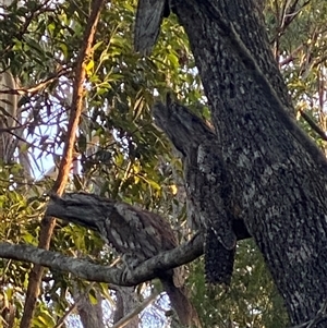 Podargus strigoides at Bonny Hills, NSW - suppressed
