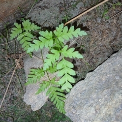 Cheilanthes sp. at Cooma, NSW - Today by mahargiani