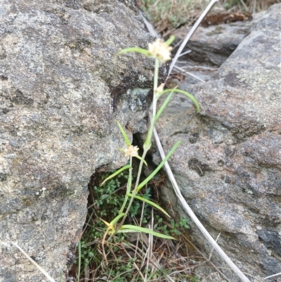 Euchiton sp. (A Cudweed) at Cooma, NSW - 19 Mar 2025 by mahargiani