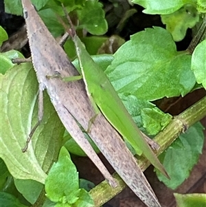 Atractomorpha australis at Bonny Hills, NSW - suppressed