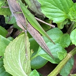 Atractomorpha australis at Bonny Hills, NSW - suppressed