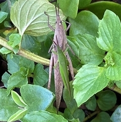 Atractomorpha australis at Bonny Hills, NSW - suppressed