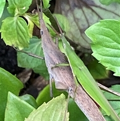 Atractomorpha australis at Bonny Hills, NSW - suppressed