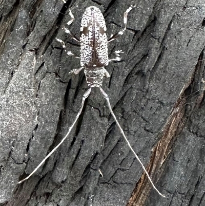 Disterna canosa (A longhorn beetle) at Palerang, NSW - 19 Mar 2025 by Pirom