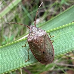 Amphaces sp. (genus) (Shield bug) at Palerang, NSW - 19 Mar 2025 by Pirom