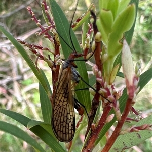 Chorista australis (Autumn scorpion fly) at Forbes Creek, NSW - 19 Mar 2025 by Pirom