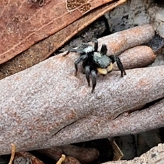 Salticidae sp. 'Golden palps' at Kingsdale, NSW - Today by trevorpreston