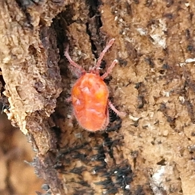 Trombidiidae (family) at Kingsdale, NSW - 19 Mar 2025 by trevorpreston