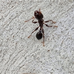 Podomyrma sp. (genus) (Muscleman Tree Ant) at Kingsdale, NSW - 19 Mar 2025 by trevorpreston