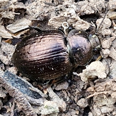 Unidentified Darkling beetle (Tenebrionidae) at Kingsdale, NSW - 19 Mar 2025 by trevorpreston