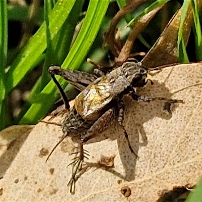 Bobilla sp. (genus) (A Small field cricket) at Kingsdale, NSW - 19 Mar 2025 by trevorpreston