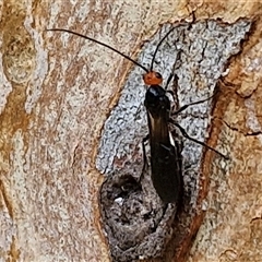 Braconidae (family) (Unidentified braconid wasp) at Kingsdale, NSW - 19 Mar 2025 by trevorpreston