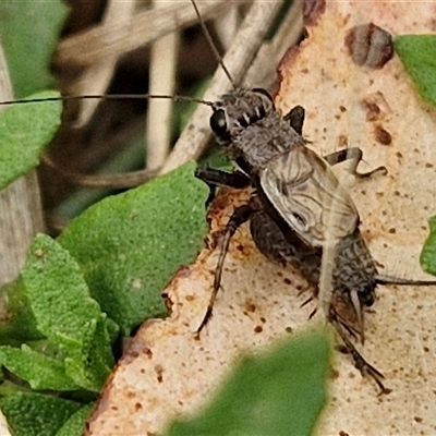 Bobilla sp. (genus) (A Small field cricket) at Kingsdale, NSW - 19 Mar 2025 by trevorpreston