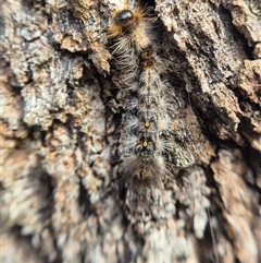 Lymantriinae (subfamily) (Unidentified tussock moths) at Goulburn, NSW - 19 Mar 2025 by clarehoneydove