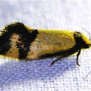Olbonoma triptycha at Bolivia, NSW - suppressed