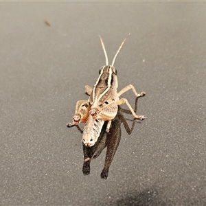 Phaulacridium vittatum (Wingless Grasshopper) at Hawker, ACT - 18 Mar 2025 by sangio7