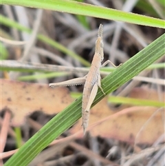 Keyacris scurra (Key's Matchstick Grasshopper) at Quialigo, NSW - 19 Mar 2025 by clarehoneydove