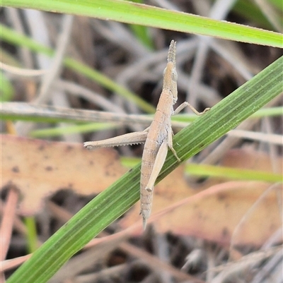 Keyacris scurra (Key's Matchstick Grasshopper) at Quialigo, NSW - 19 Mar 2025 by clarehoneydove