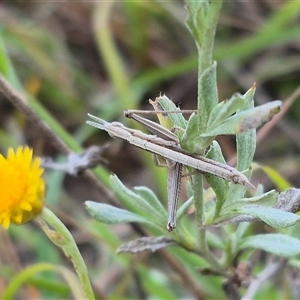 Keyacris scurra at Quialigo, NSW - 19 Mar 2025 05:50 PM