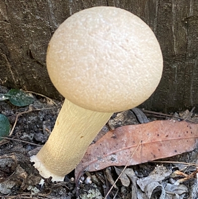 bolete at Bonny Hills, NSW by pls047