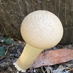 bolete at suppressed - suppressed