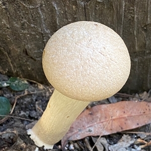 bolete at Bonny Hills, NSW - suppressed