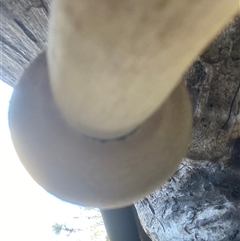 bolete at Bonny Hills, NSW - suppressed
