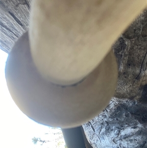 bolete at Bonny Hills, NSW - suppressed