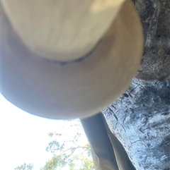 bolete at Bonny Hills, NSW - suppressed