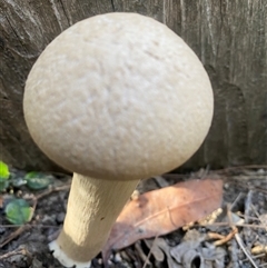 bolete at suppressed - suppressed