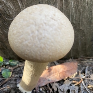 bolete at Bonny Hills, NSW - suppressed