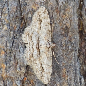 Didymoctenia exsuperata (Thick-lined Bark Moth) at West Hobart, TAS - 18 Mar 2025 by VanessaC