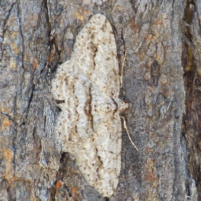 Didymoctenia exsuperata (Thick-lined Bark Moth) at West Hobart, TAS - Yesterday by VanessaC