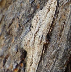 Didymoctenia exsuperata at West Hobart, TAS - 18 Mar 2025 05:15 PM