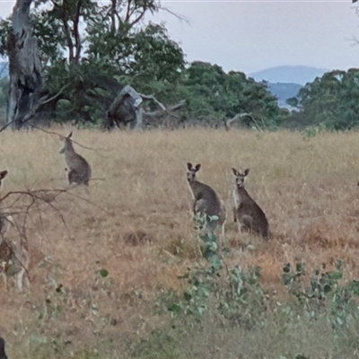 Macropus giganteus at Bowning, NSW - 19 Mar 2025 by Maren