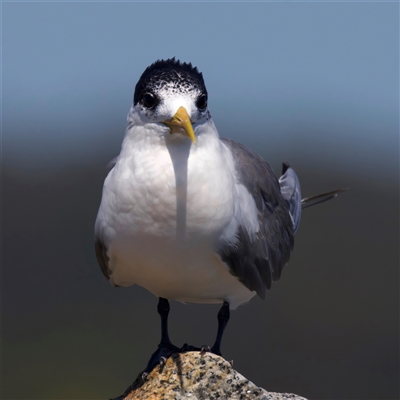 Thalasseus bergii (Crested Tern) at Moruya Heads, NSW - 13 Mar 2025 by jb2602