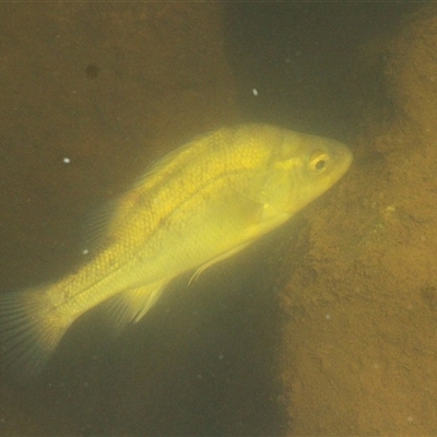 Macquaria australasica (Macquarie Perch) at Uriarra Village, ACT - 19 Mar 2025 by TCosta