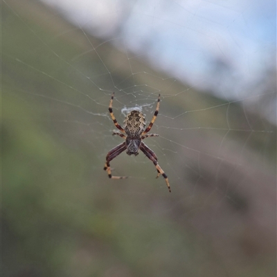 Araneus hamiltoni at Quialigo, NSW - 19 Mar 2025 by clarehoneydove