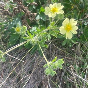 Potentilla recta (Sulphur Cinquefoil) at Rocky Plain, NSW - 19 Mar 2025 by JaneR