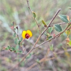 Bossiaea buxifolia (Matted Bossiaea) at Quialigo, NSW - 19 Mar 2025 by clarehoneydove