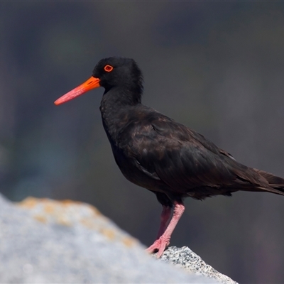 Haematopus fuliginosus (Sooty Oystercatcher) at Moruya Heads, NSW - 13 Mar 2025 by jb2602