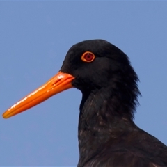 Haematopus fuliginosus at Moruya Heads, NSW - suppressed