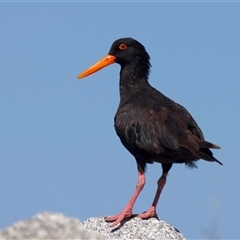 Haematopus fuliginosus at Moruya Heads, NSW - suppressed