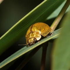 Paropsisterna cloelia (Eucalyptus variegated beetle) at Lawson, ACT - 12 Mar 2025 by AlisonMilton