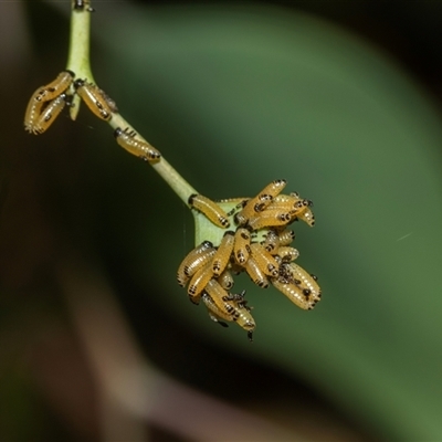 Paropsis atomaria (Eucalyptus leaf beetle) at Lawson, ACT - 12 Mar 2025 by AlisonMilton